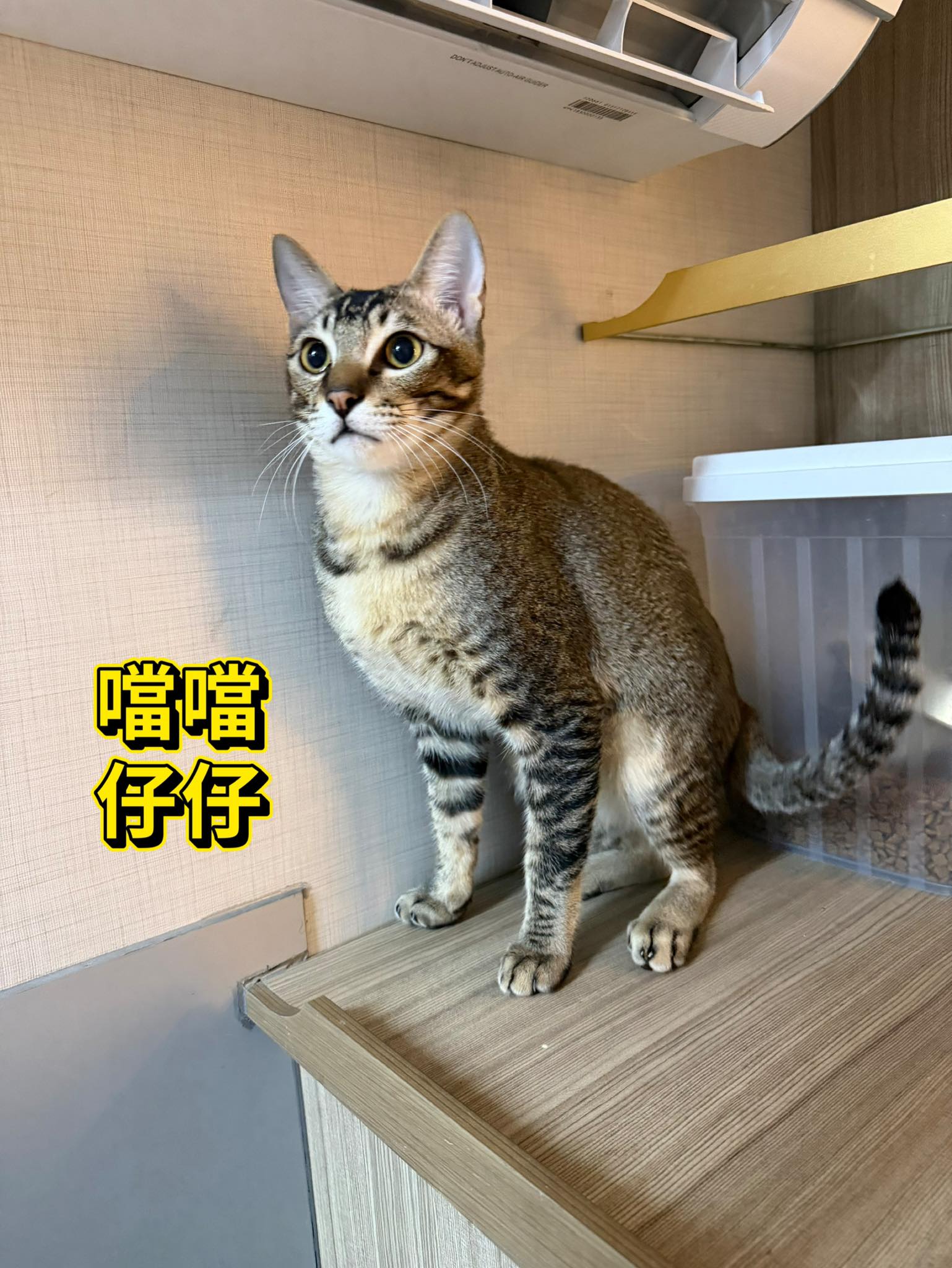 噹噹